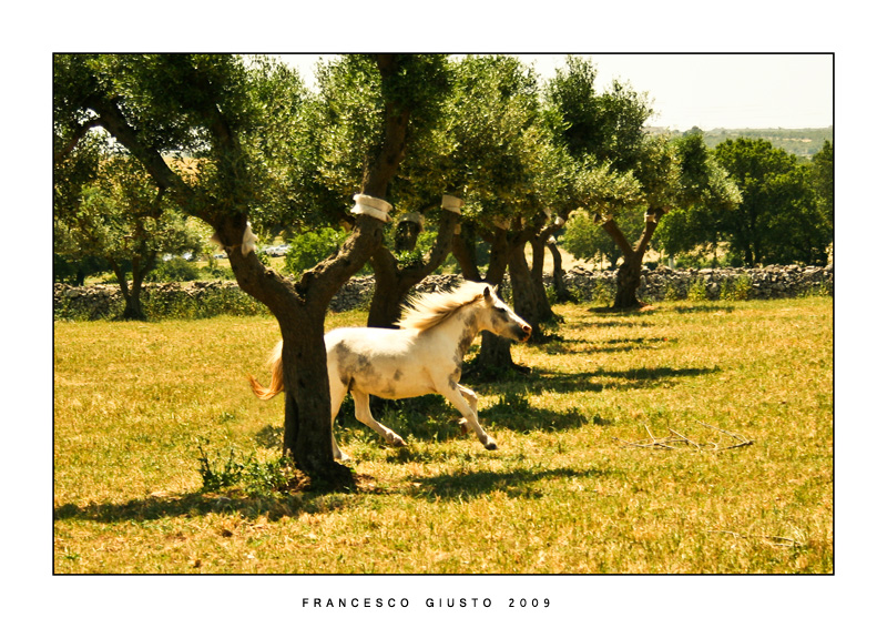 Wild Horse