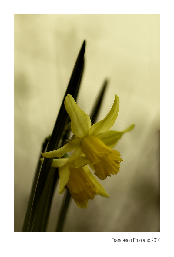 Sognando la Primavera