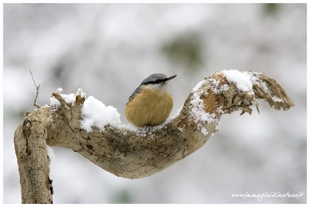 il picchio e la neve