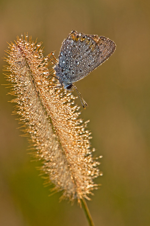 Controluce di primo mattino