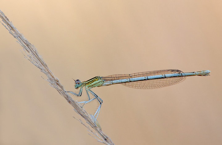 Platycnemis pennipes