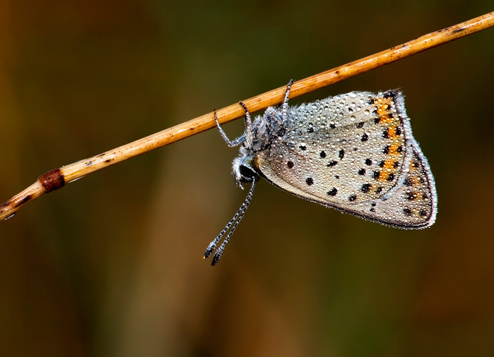 Lycaena tityrus