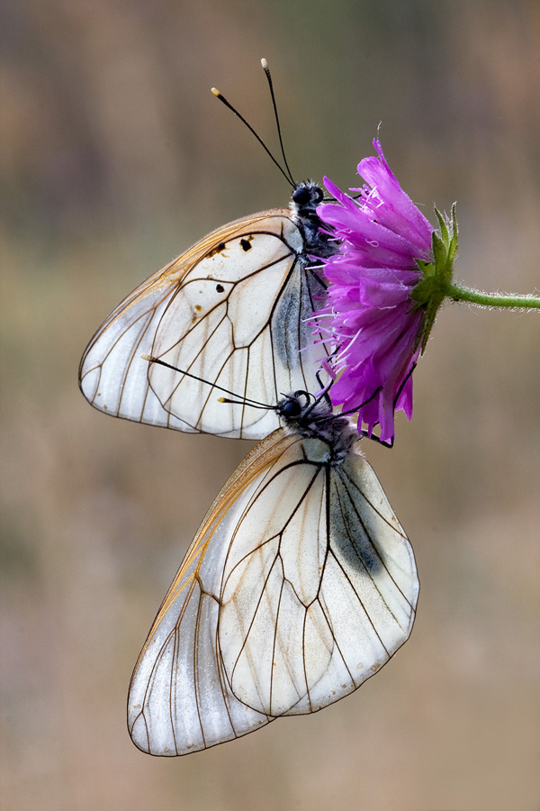 Due chiacchiere su un fiore.