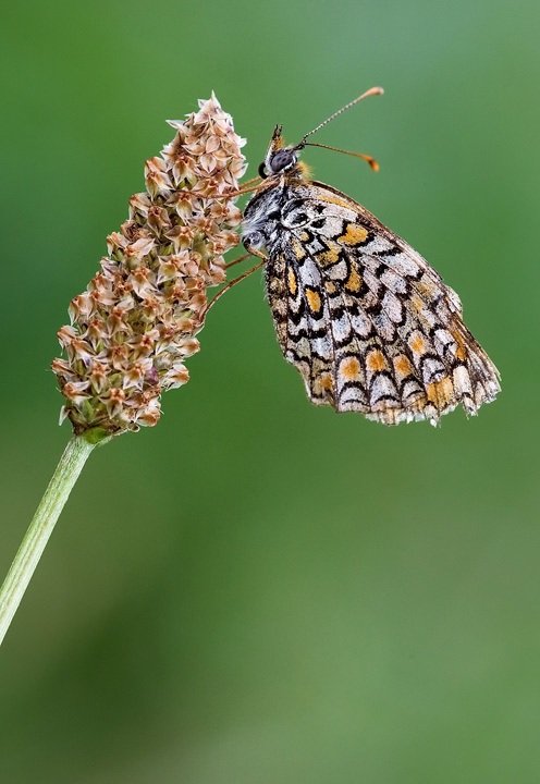 Melitaea phoebe