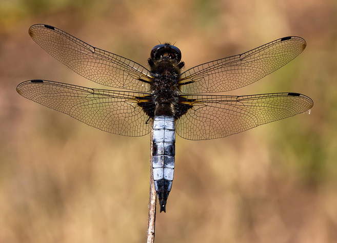 Libellula fulva (m)