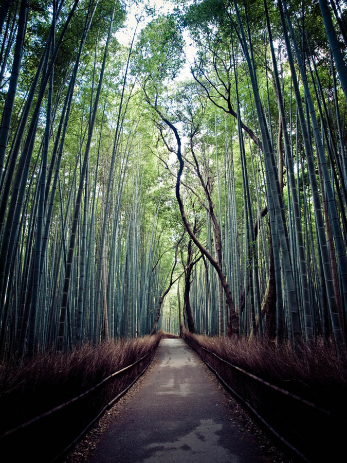 Bamboo path