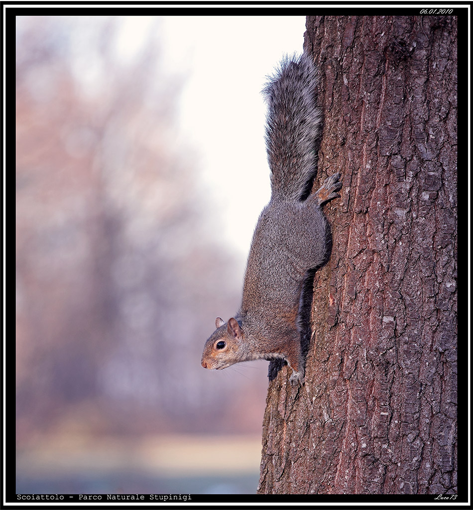 Scoiattolo #