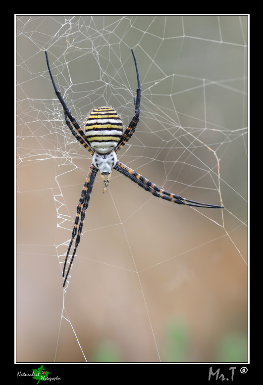 ...ARGIOPE...