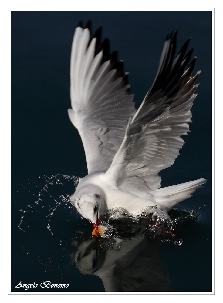 Ancora un altro gabbiano fotografato con Canon 7D obiet.100mm, 200iso, f6.3, 1/2000sec.