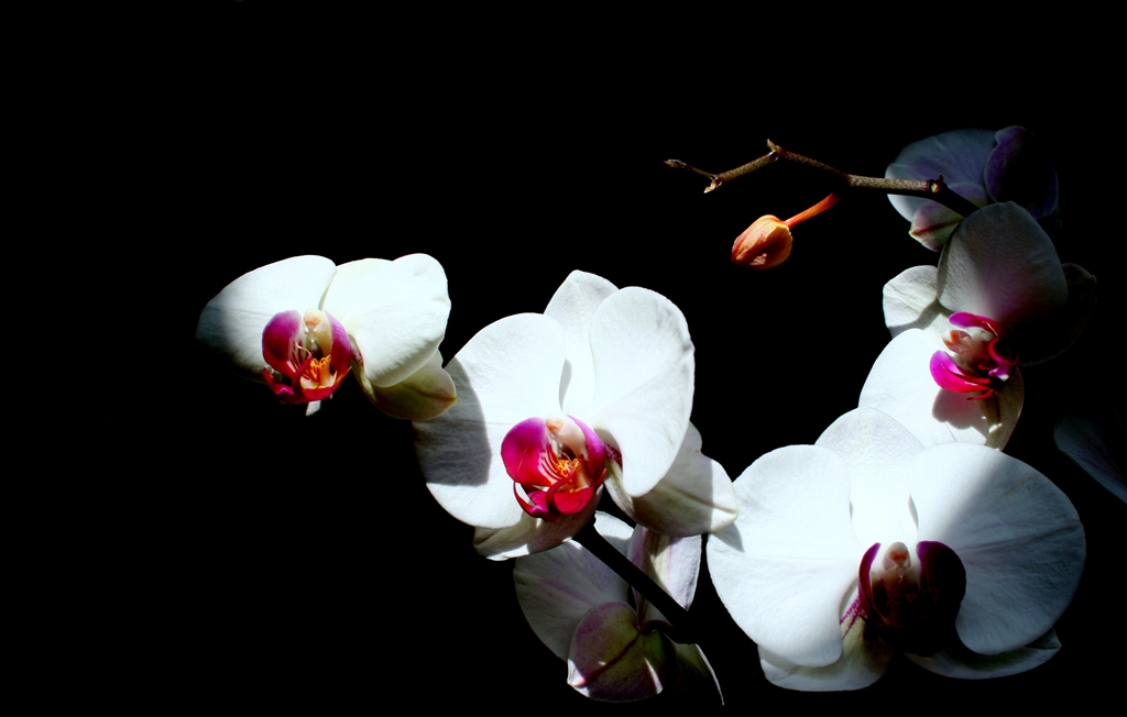 Orchidee nell'ombra