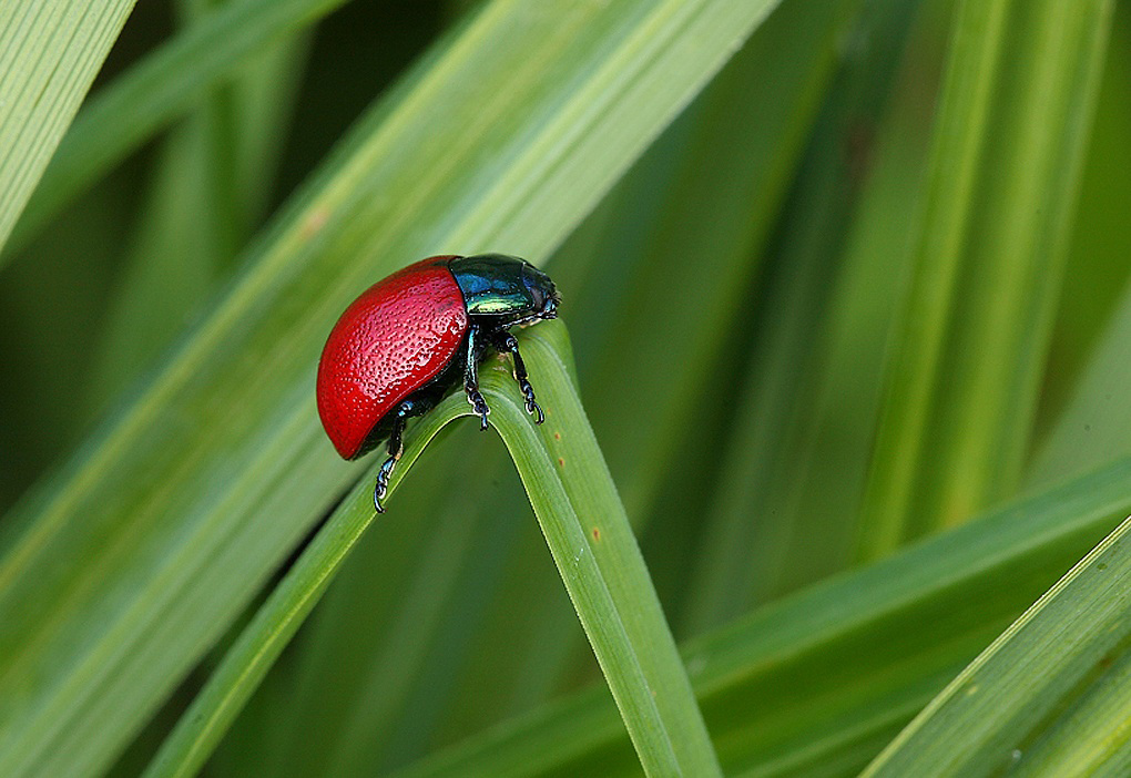 ...Colori Forti...!!!