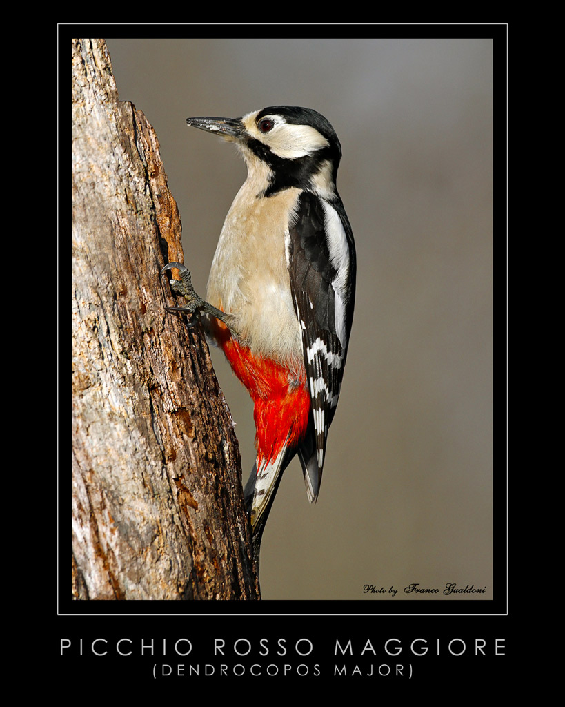 Picchio Rosso Maggiore