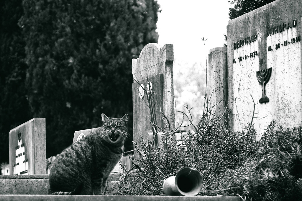 Sol chi non lascia eredit� d'affetti...