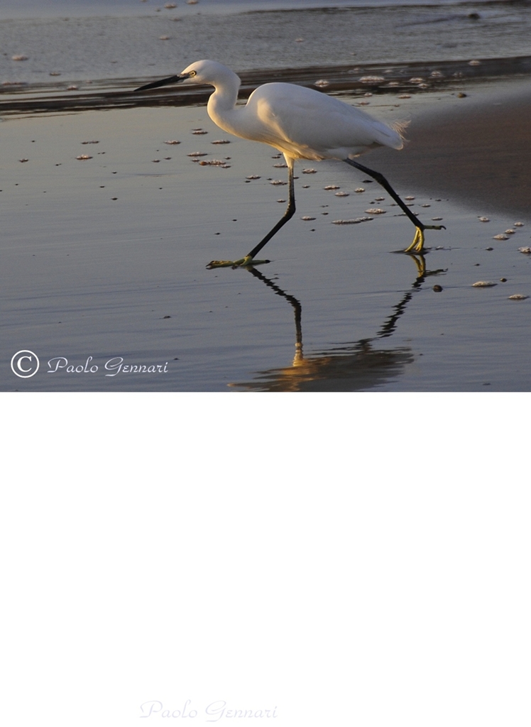 a caccia al tramonto