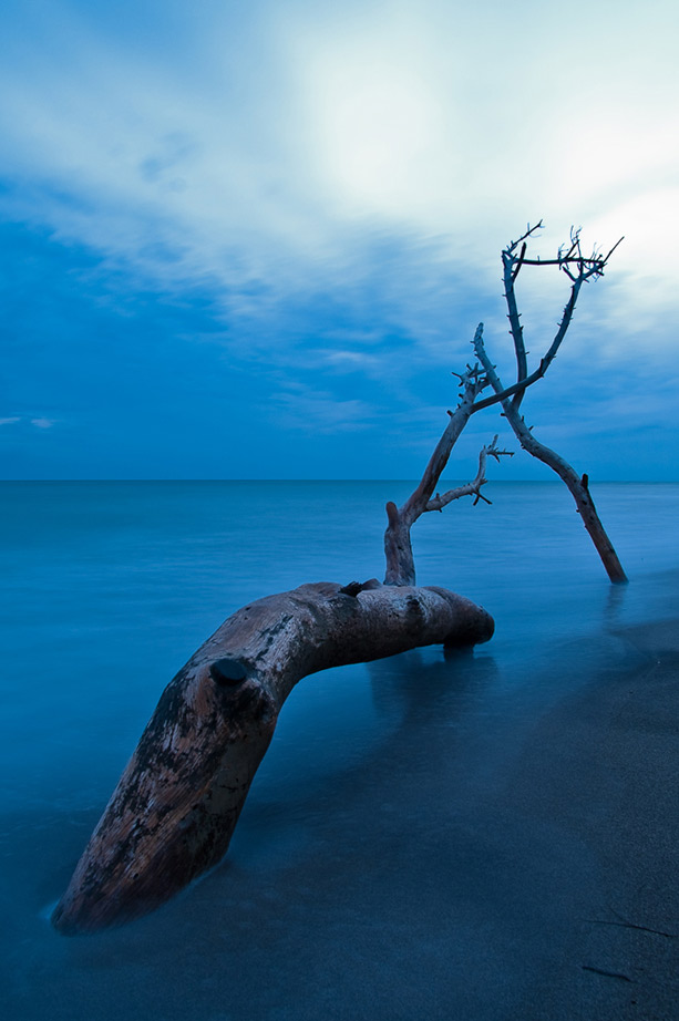 Tronchi a Marina di Alberese al crepuscolo