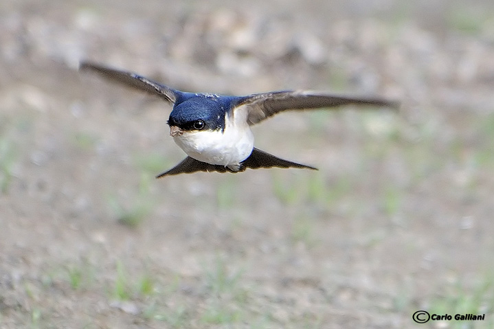 Frontale con il balestruccio