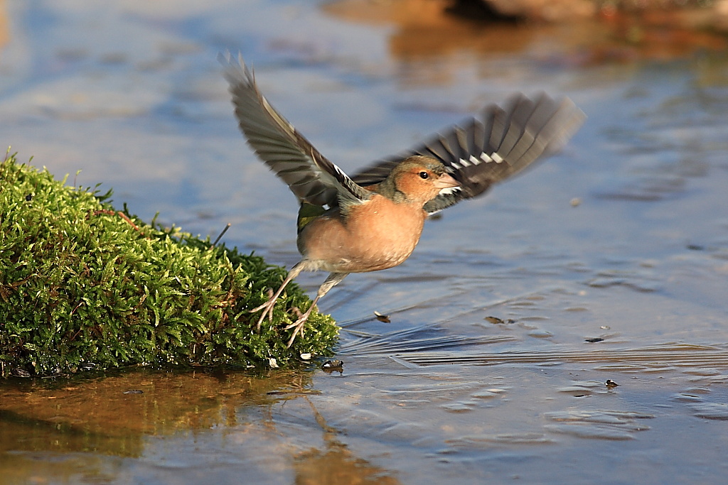 Fringuello (Fringilla coelebs)