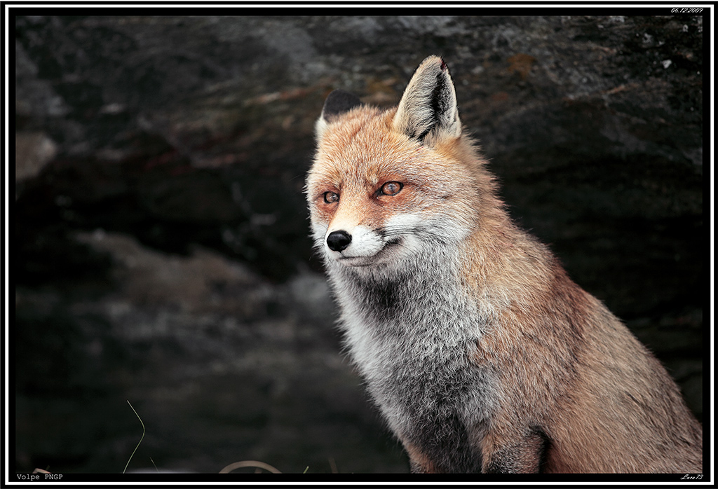 Volpe PNGP # 17