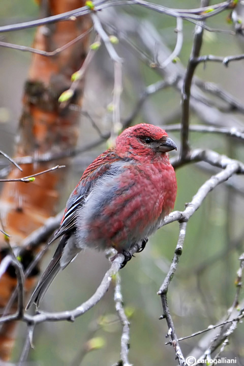 Ciuffolotto delle pinete