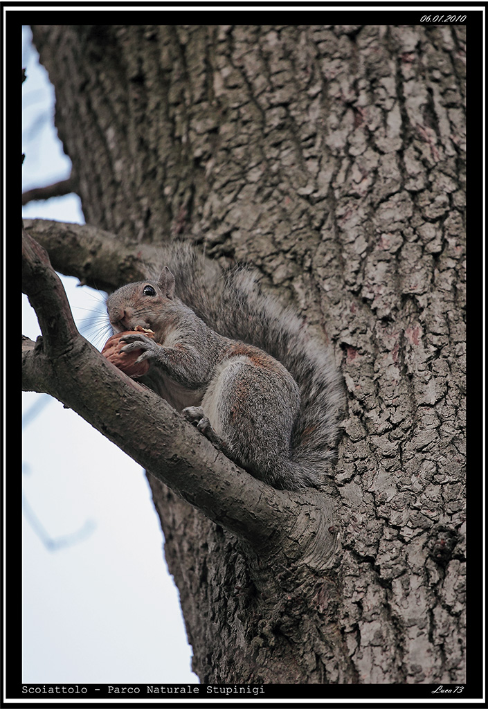 Scoiattolo # 4