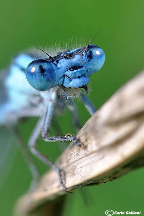 Enallagma cyathigerum