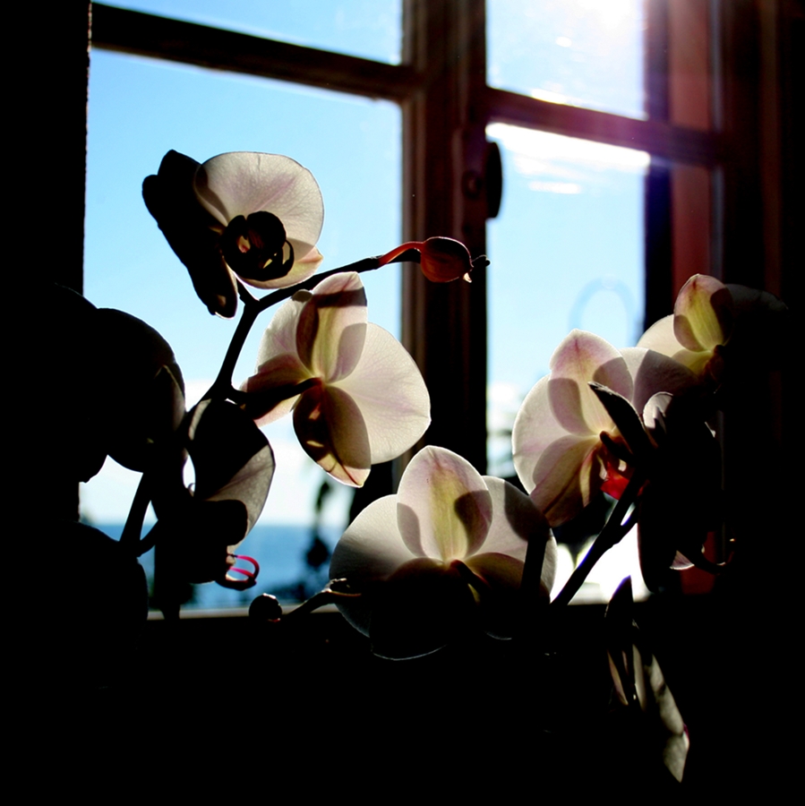 Orchidee in controluce