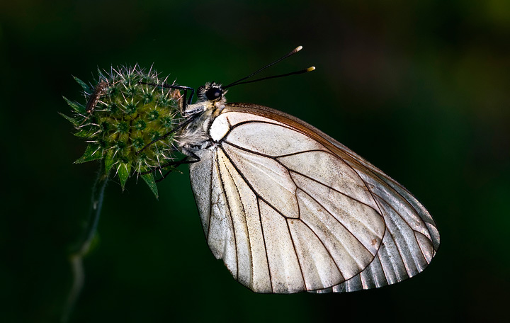 Aporia....questo strano fachiro