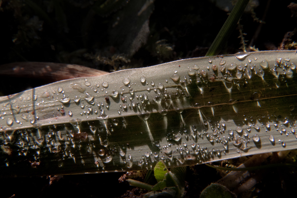 Sole illumina le goccioline