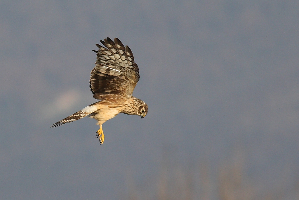 Albanella reale (femmina)