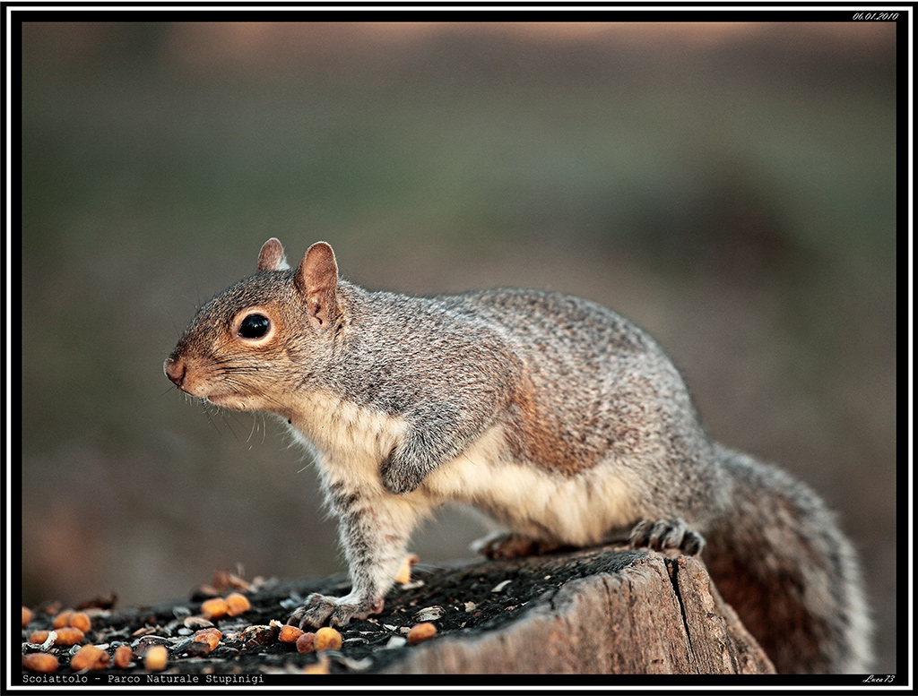 Scoiattolo # 6
