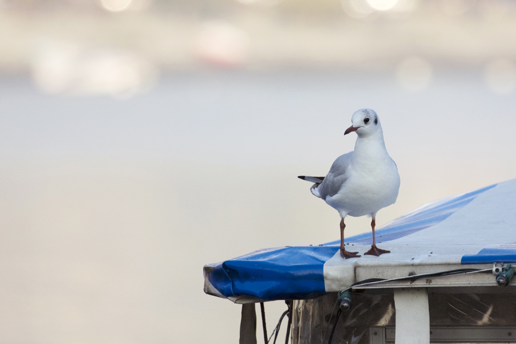 un altro gabbiano