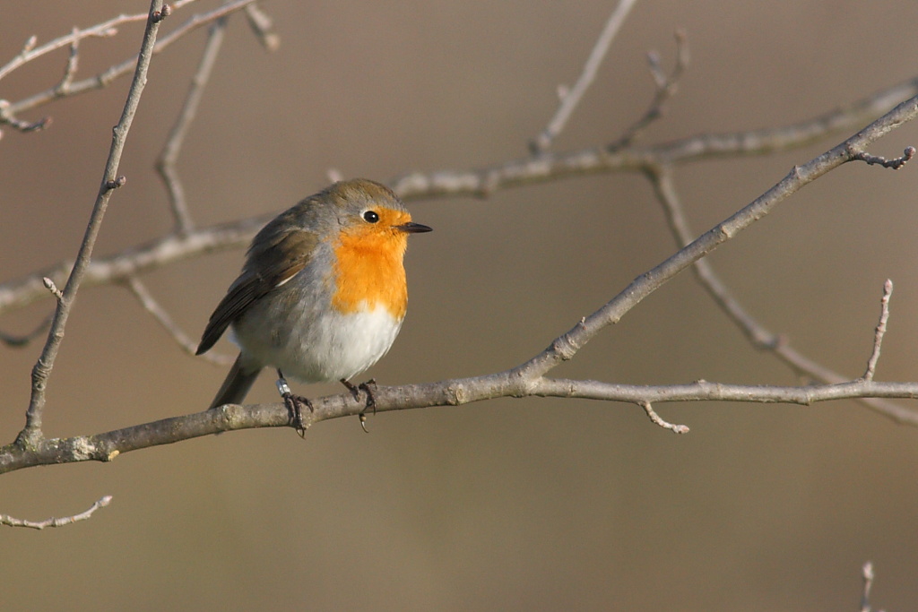 Pettirosso inanellato