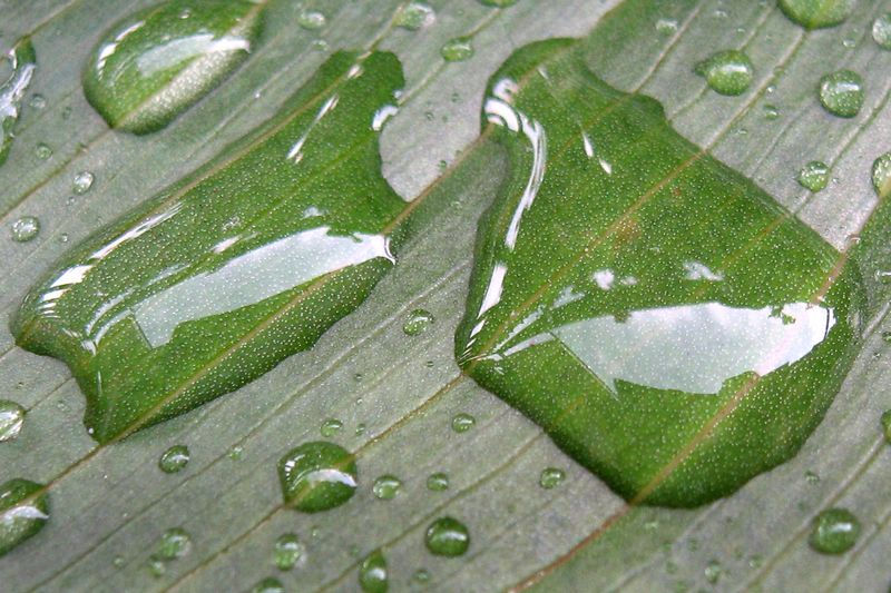 Come due gocce d'acqua