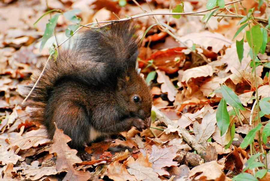 Scoiattolo invernale