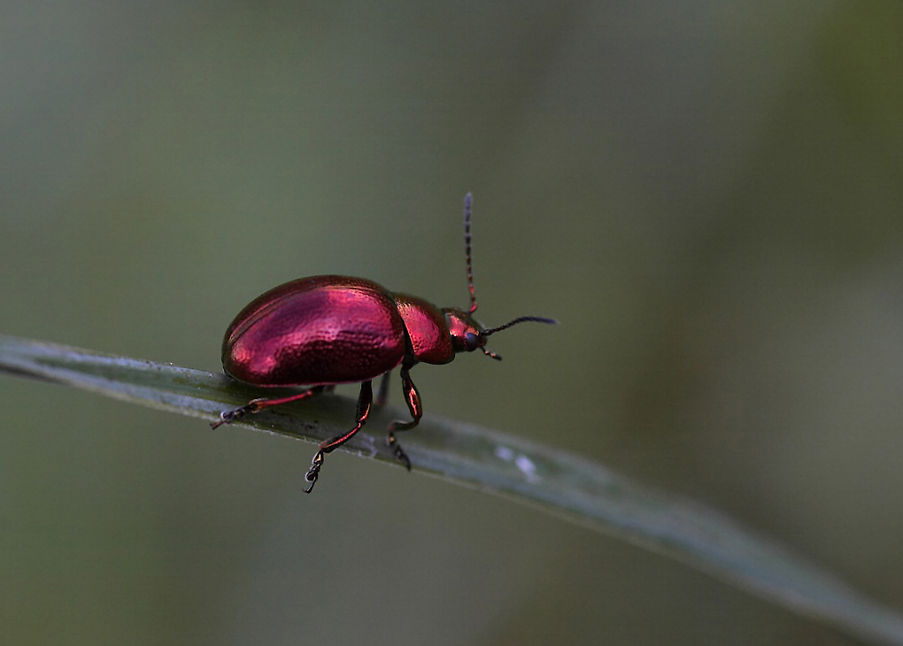 ...L'Indecisione...!!!
