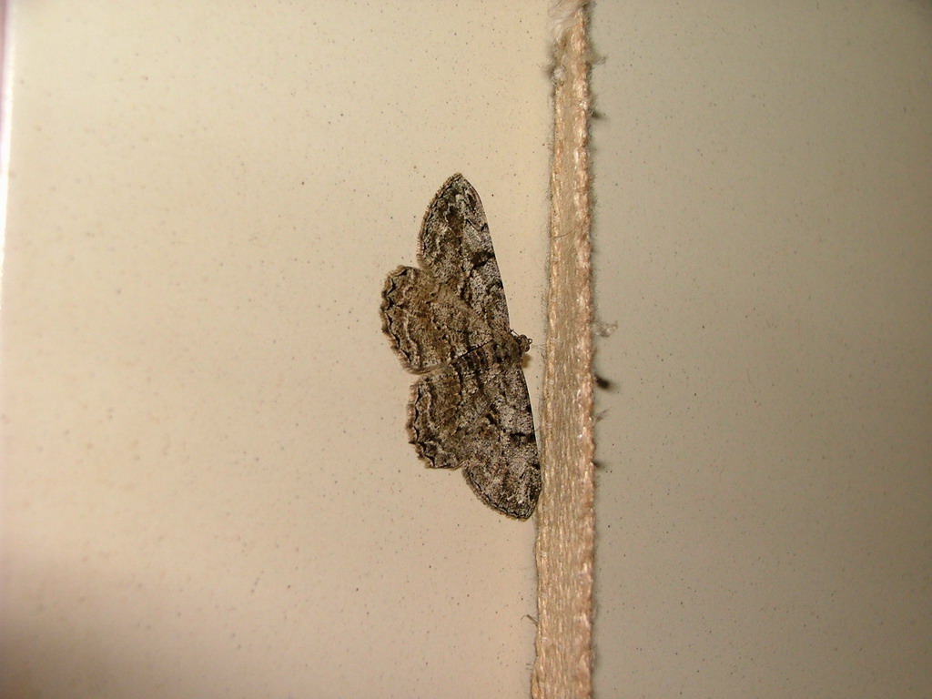 Sempre la farfall...ma da un'altra algolazione