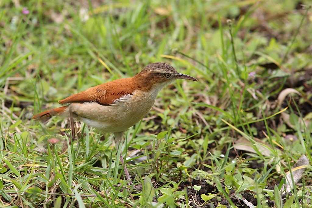 Hornero del Pacifico . . . in corsa