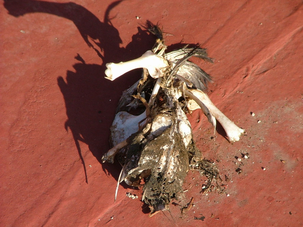 Piccione passato a miglior vita COLORI