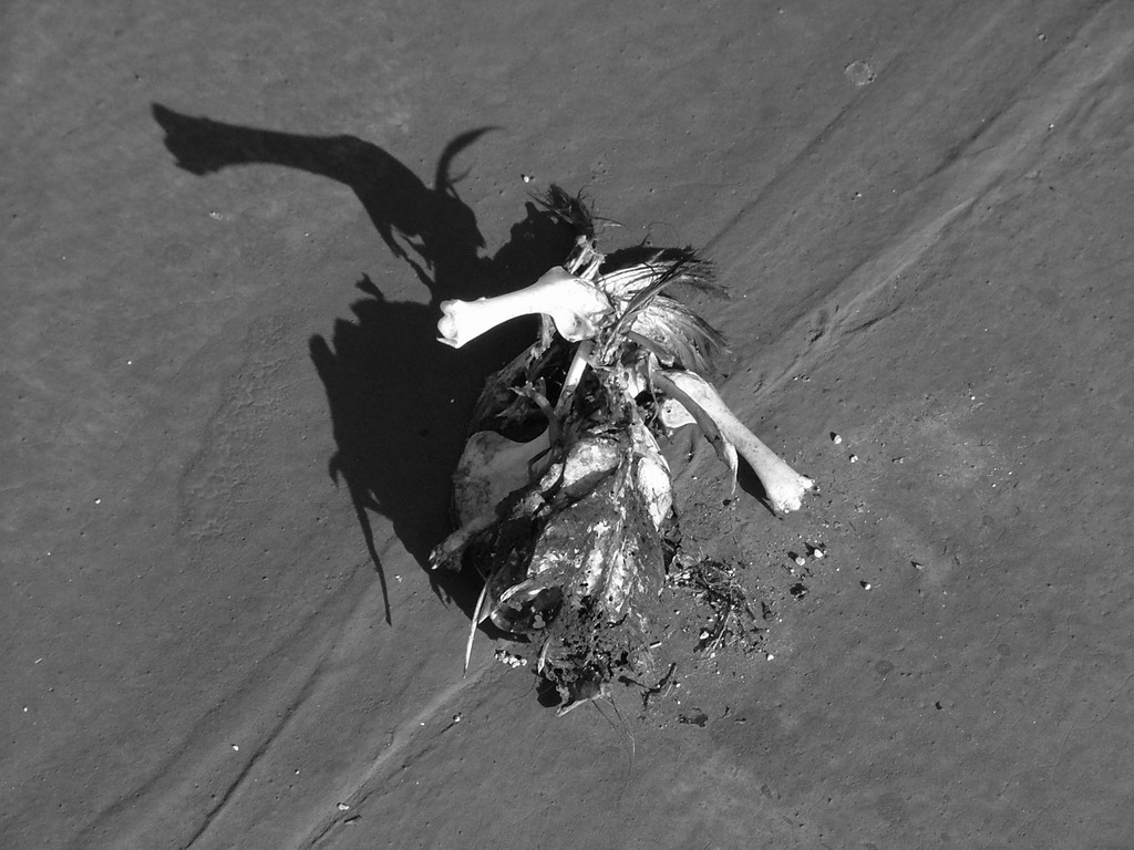 Piccione passato a miglior vita BIANCO E NERO...se lo merita anche lui