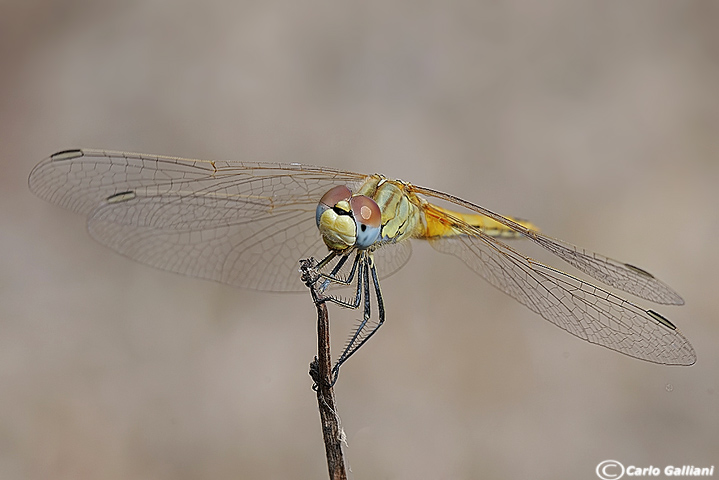 Sympetrun fonscolombei