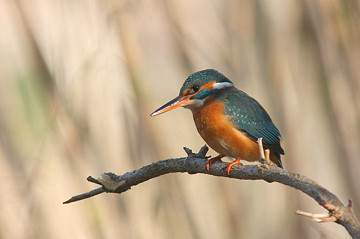 LA MIA NUOVA AMICHETTA..........
