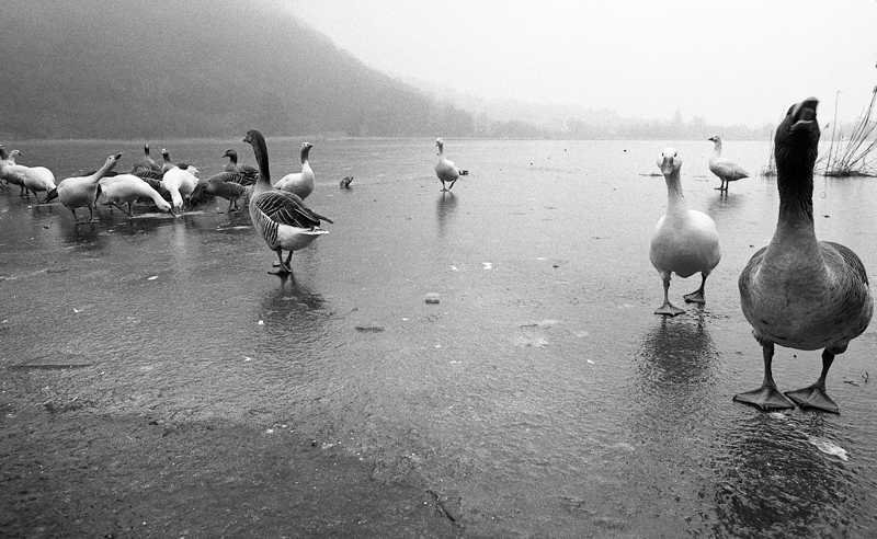 Disagi invernali a  Paperopoli