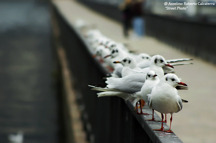 Gabbiani sul lungo lago (Como)