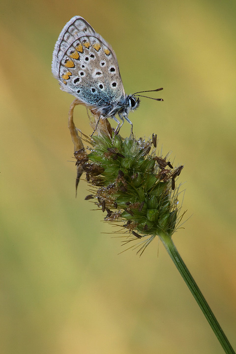 Polyommatus icarus