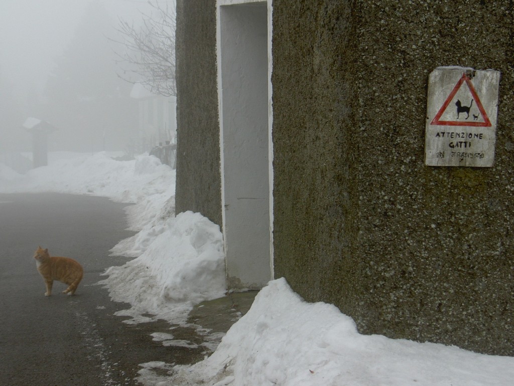 segnali  !!!! felini