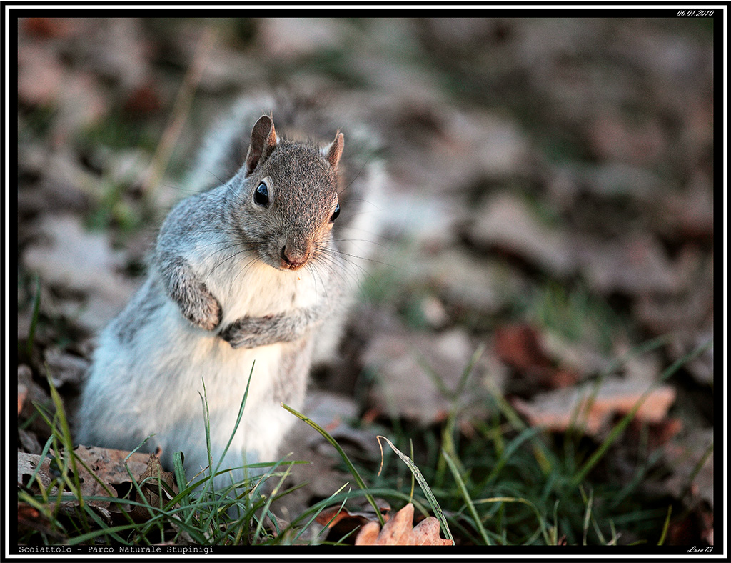Scoiattolo # 9