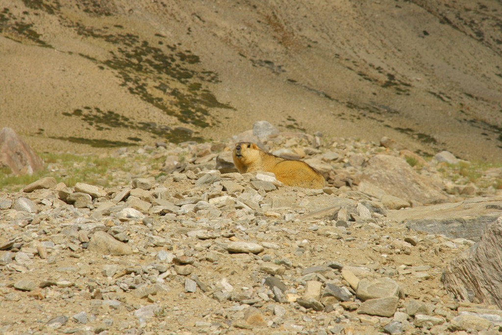 ladackh tre metri sopra il cielo