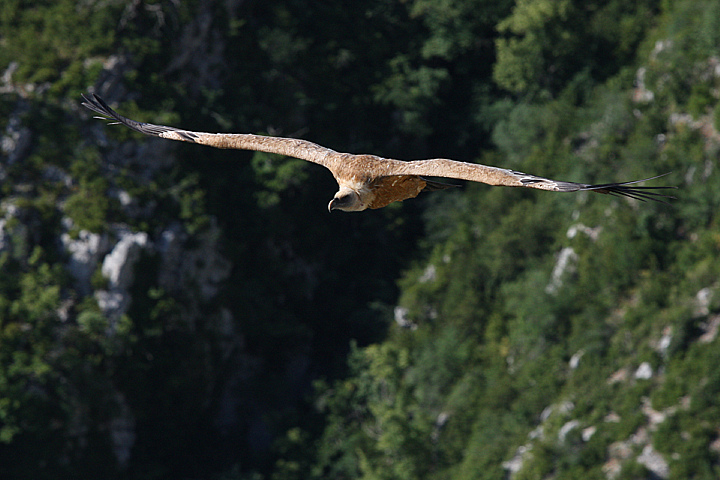 ANCORA GRIFONE........