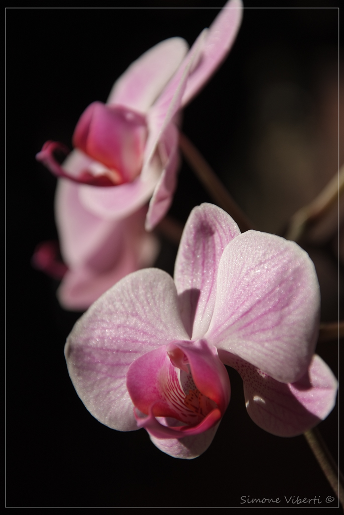 Orchidea 3