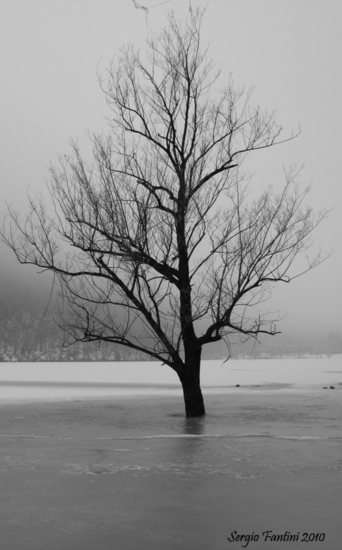 Albero nel ghiaccio